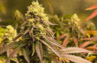 Гібридні Відтінки: Вивчення Яскравого Світу Різновидів Гібридних Бур’янів 4