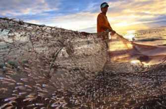 Фао: За Сценарію З Високим Рівнем Викидів Запаси Риби У Світі Різко Зменшуватися 1